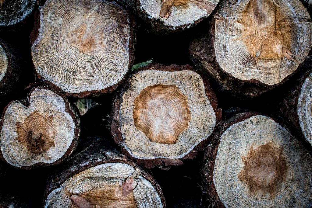 Monika Grabkowska S59dyPi00ow Unsplash 1024x684